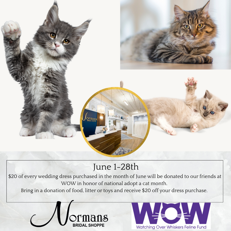 Save the Kitties
